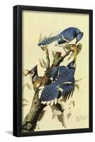 Audubon Blue Jay Bird Art Poster Print-null-Framed Poster