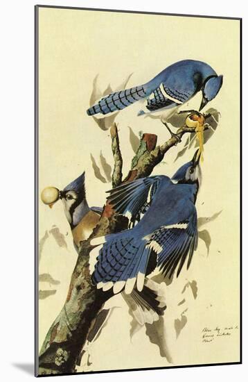 Audubon Blue Jay Bird Art Poster Print-null-Mounted Poster