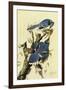 Audubon Blue Jay Bird-null-Framed Art Print