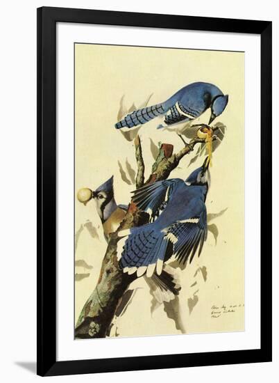 Audubon Blue Jay Bird-null-Framed Art Print