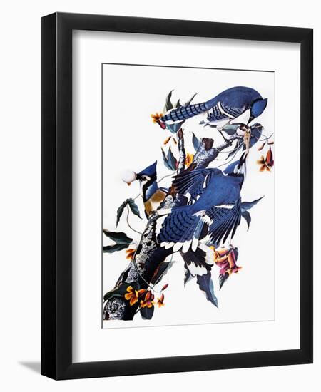 Audubon: Blue Jay-John James Audubon-Framed Premium Giclee Print