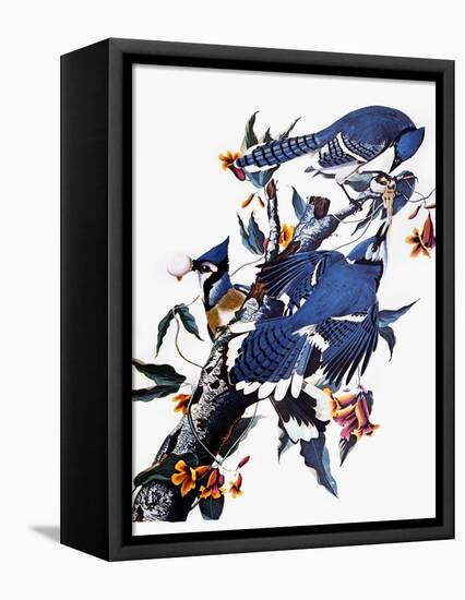 Audubon: Blue Jay-John James Audubon-Framed Stretched Canvas