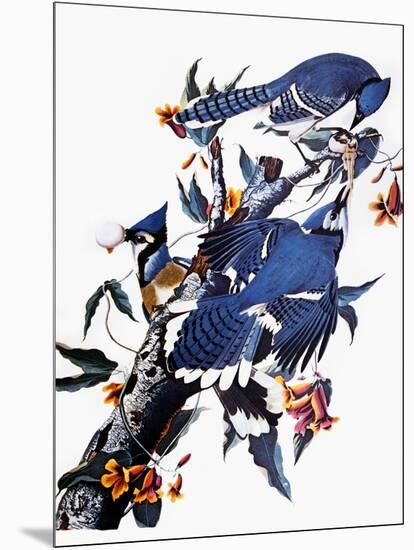 Audubon: Blue Jay-John James Audubon-Mounted Giclee Print