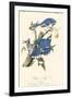 Audubon Blue Jays-John James Audubon-Framed Art Print