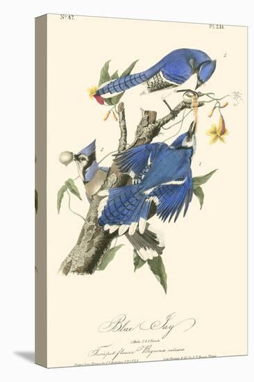 Audubon Blue Jays-John James Audubon-Stretched Canvas