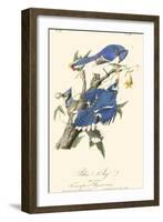 Audubon Blue Jays-John James Audubon-Framed Art Print