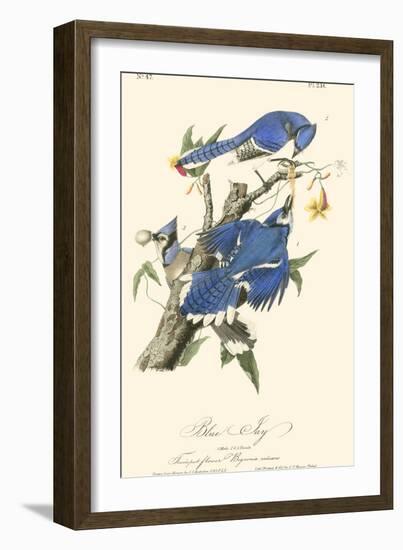 Audubon Blue Jays-John James Audubon-Framed Art Print
