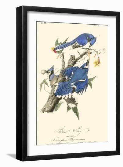 Audubon Blue Jays-John James Audubon-Framed Art Print