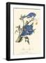 Audubon Blue Jays-John James Audubon-Framed Art Print