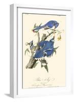 Audubon Blue Jays-John James Audubon-Framed Art Print