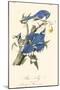 Audubon Blue Jays-John James Audubon-Mounted Art Print