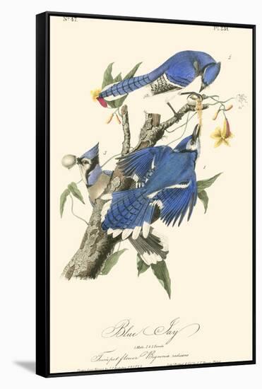 Audubon Blue Jays-John James Audubon-Framed Stretched Canvas