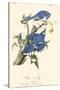 Audubon Blue Jays-John James Audubon-Stretched Canvas