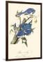 Audubon Blue Jays-John James Audubon-Framed Art Print