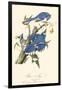 Audubon Blue Jays-John James Audubon-Framed Art Print