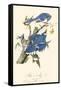 Audubon Blue Jays-John James Audubon-Framed Stretched Canvas