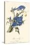 Audubon Blue Jays-John James Audubon-Stretched Canvas