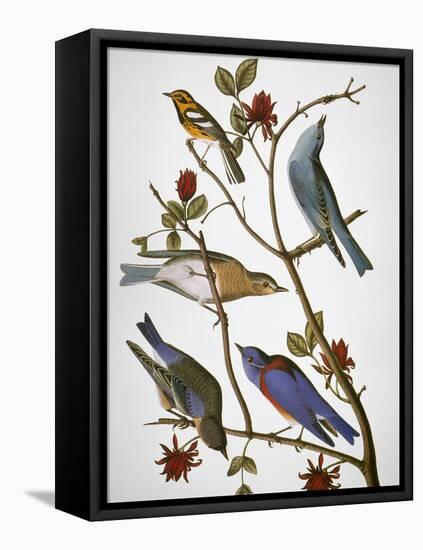 Audubon: Bluebirds-John James Audubon-Framed Stretched Canvas