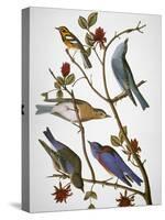 Audubon: Bluebirds-John James Audubon-Stretched Canvas