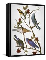 Audubon: Bluebirds-John James Audubon-Framed Stretched Canvas