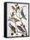 Audubon: Bluebirds-John James Audubon-Framed Stretched Canvas