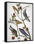 Audubon: Bluebirds-John James Audubon-Framed Stretched Canvas