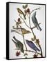 Audubon: Bluebirds-John James Audubon-Framed Stretched Canvas