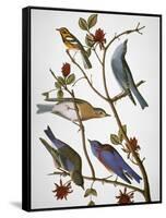 Audubon: Bluebirds-John James Audubon-Framed Stretched Canvas