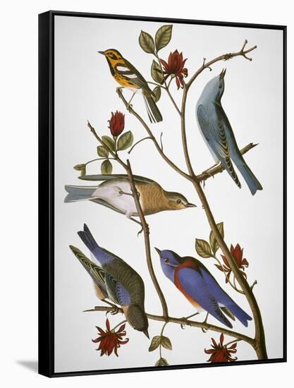 Audubon: Bluebirds-John James Audubon-Framed Stretched Canvas