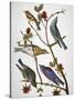 Audubon: Bluebirds-John James Audubon-Stretched Canvas