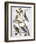 Audubon: Bluebirds-John James Audubon-Framed Premium Giclee Print