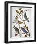 Audubon: Bluebirds-John James Audubon-Framed Premium Giclee Print