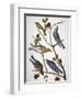 Audubon: Bluebirds-John James Audubon-Framed Premium Giclee Print