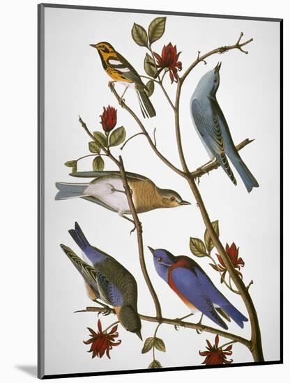 Audubon: Bluebirds-John James Audubon-Mounted Premium Giclee Print