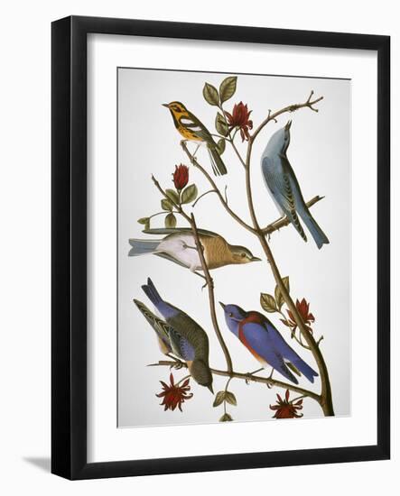 Audubon: Bluebirds-John James Audubon-Framed Premium Giclee Print