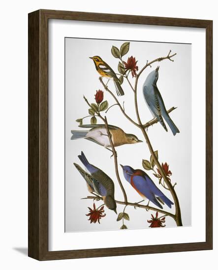 Audubon: Bluebirds-John James Audubon-Framed Giclee Print