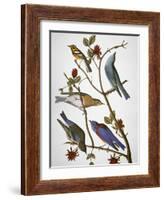 Audubon: Bluebirds-John James Audubon-Framed Giclee Print