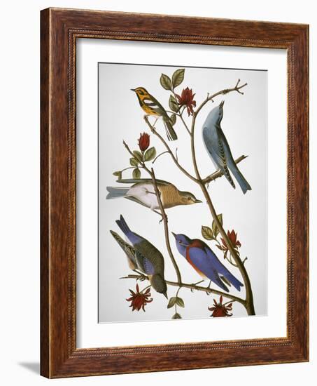 Audubon: Bluebirds-John James Audubon-Framed Giclee Print