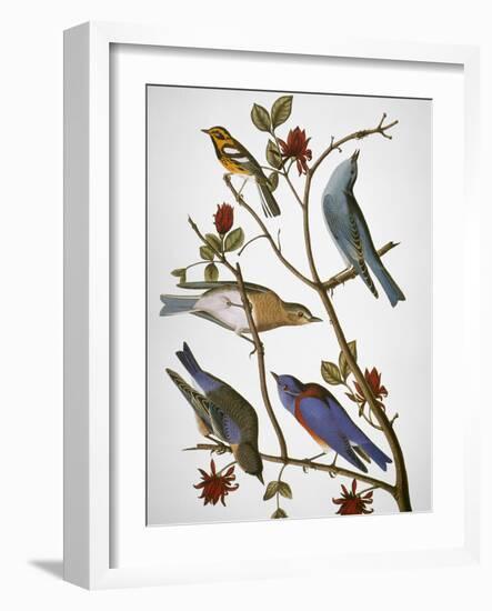 Audubon: Bluebirds-John James Audubon-Framed Giclee Print