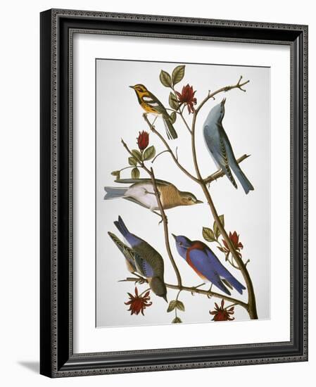 Audubon: Bluebirds-John James Audubon-Framed Giclee Print