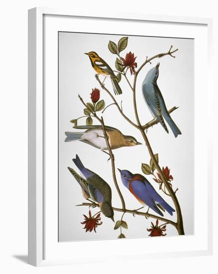 Audubon: Bluebirds-John James Audubon-Framed Giclee Print