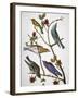 Audubon: Bluebirds-John James Audubon-Framed Giclee Print