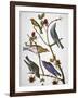 Audubon: Bluebirds-John James Audubon-Framed Giclee Print