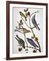 Audubon: Bluebirds-John James Audubon-Framed Giclee Print