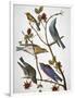 Audubon: Bluebirds-John James Audubon-Framed Giclee Print