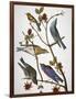 Audubon: Bluebirds-John James Audubon-Framed Giclee Print