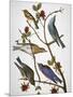 Audubon: Bluebirds-John James Audubon-Mounted Giclee Print