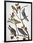 Audubon: Bluebirds-John James Audubon-Framed Giclee Print