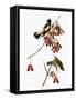 Audubon: Bobolink-John James Audubon-Framed Stretched Canvas