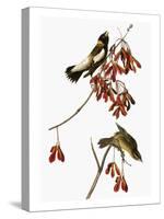 Audubon: Bobolink-John James Audubon-Stretched Canvas